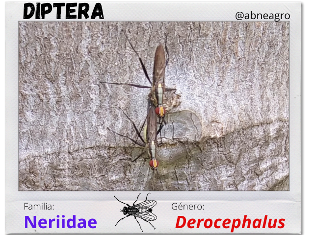 Diptera(3).png