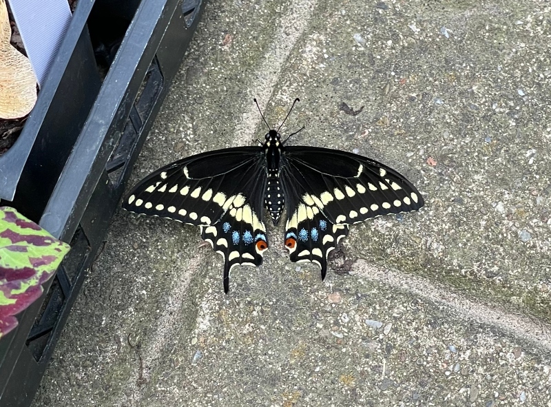 amazingnature-butterfly-11.jpg