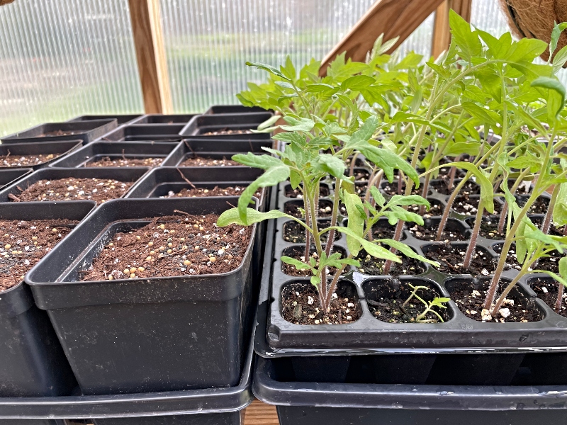 gardening-greenhouse-tomato.jpg