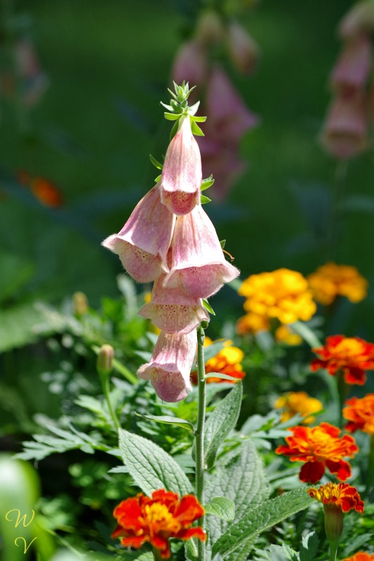 https://images.hive.blog/DQmYCuxqCk9EK9MzCWgFYKhzTqm5Zt3ZDdkLKyC7zPKWhhA/f%202%20gardens-foxglove-.jpg