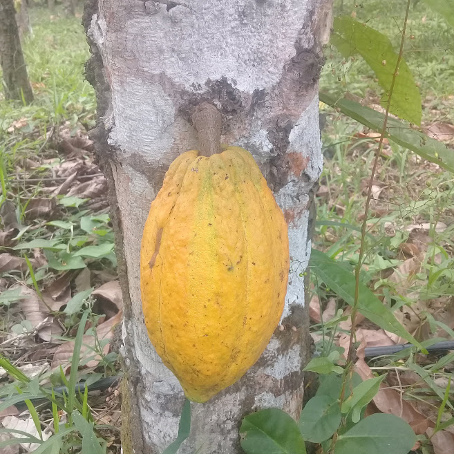  " "cacao forastero.jpg""