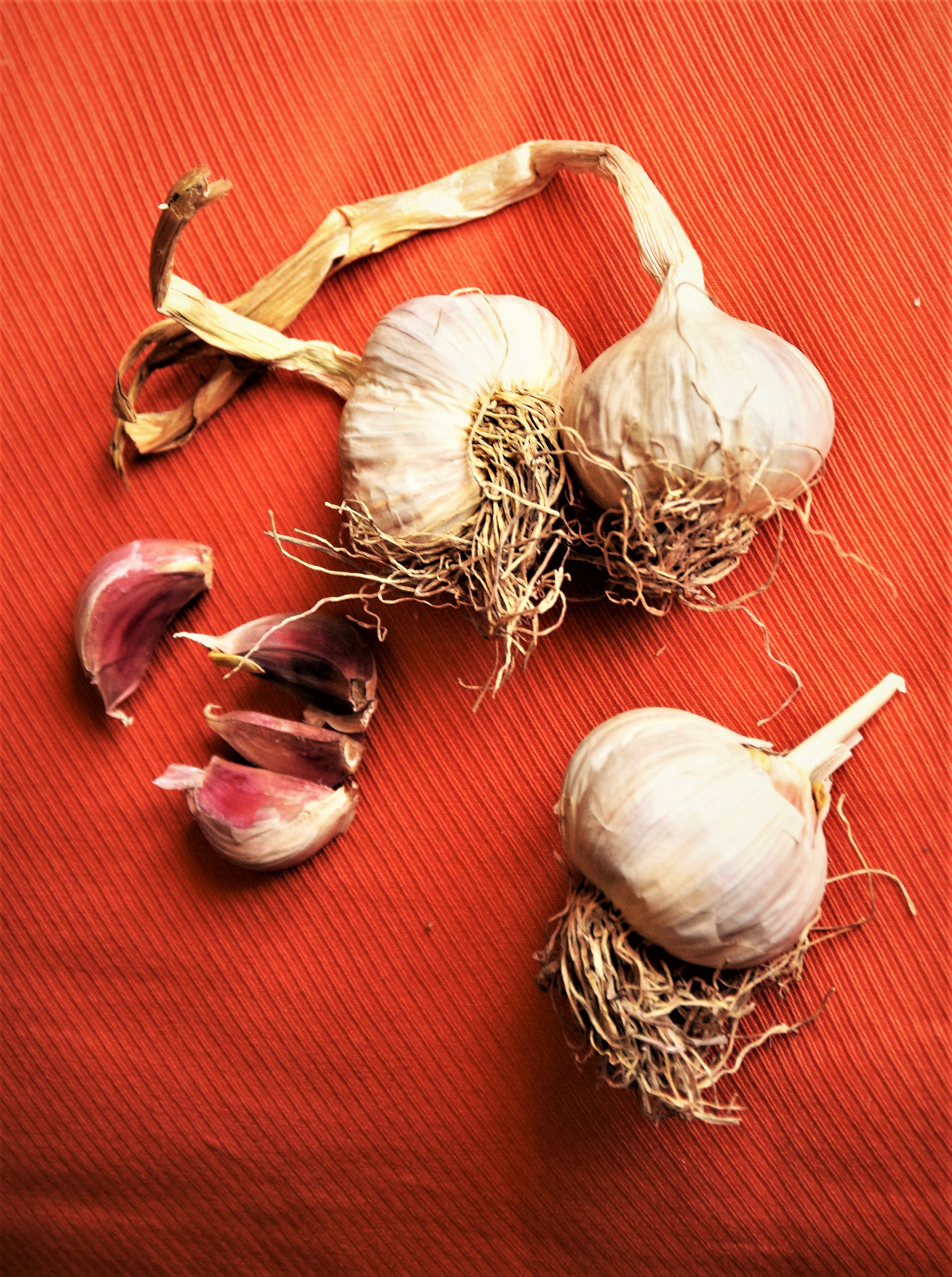 Garlic aglio.jpg