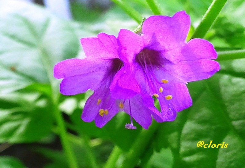 02-Flor_Fucsia.jpg