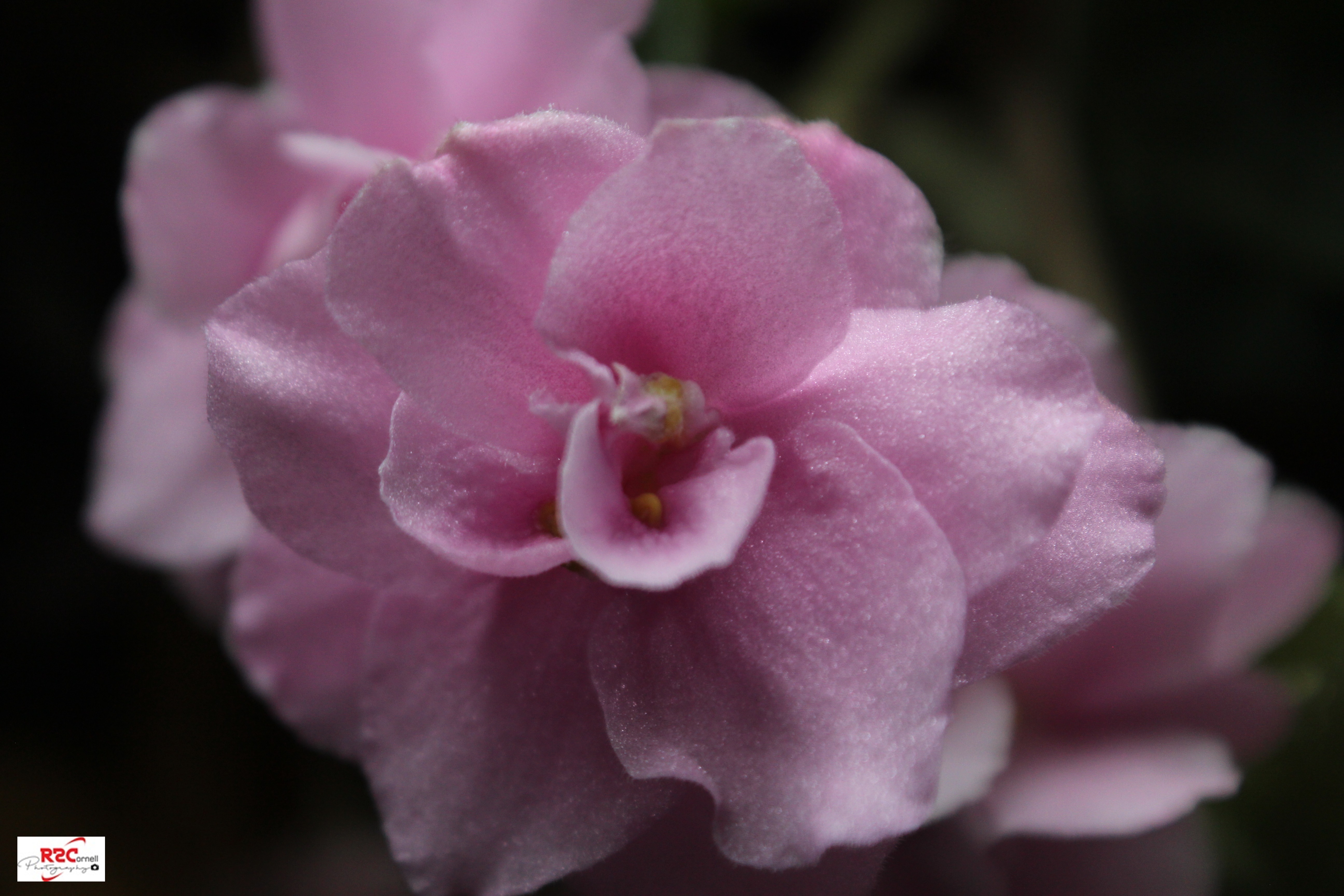 Enjoy Some Pink Flower Photography/Disfruta de la fotografía de flores rosadas