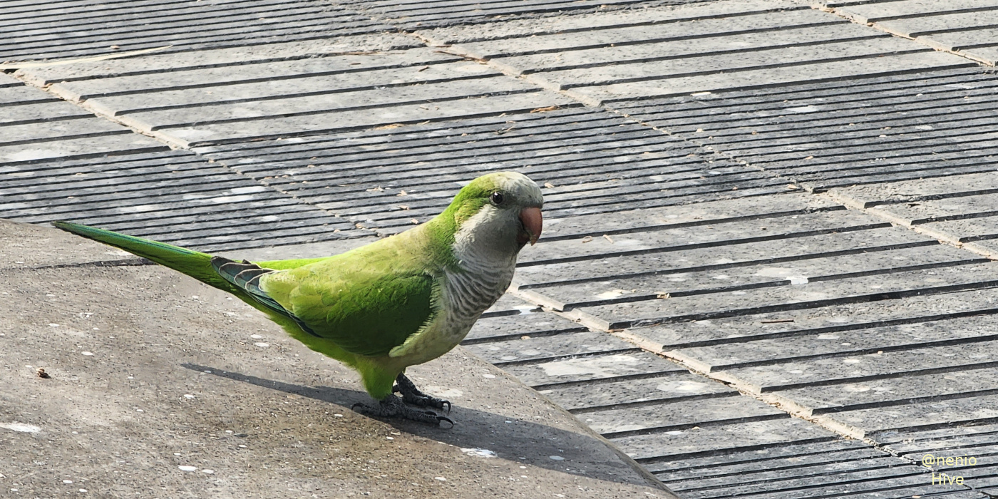 parrot-001.jpg