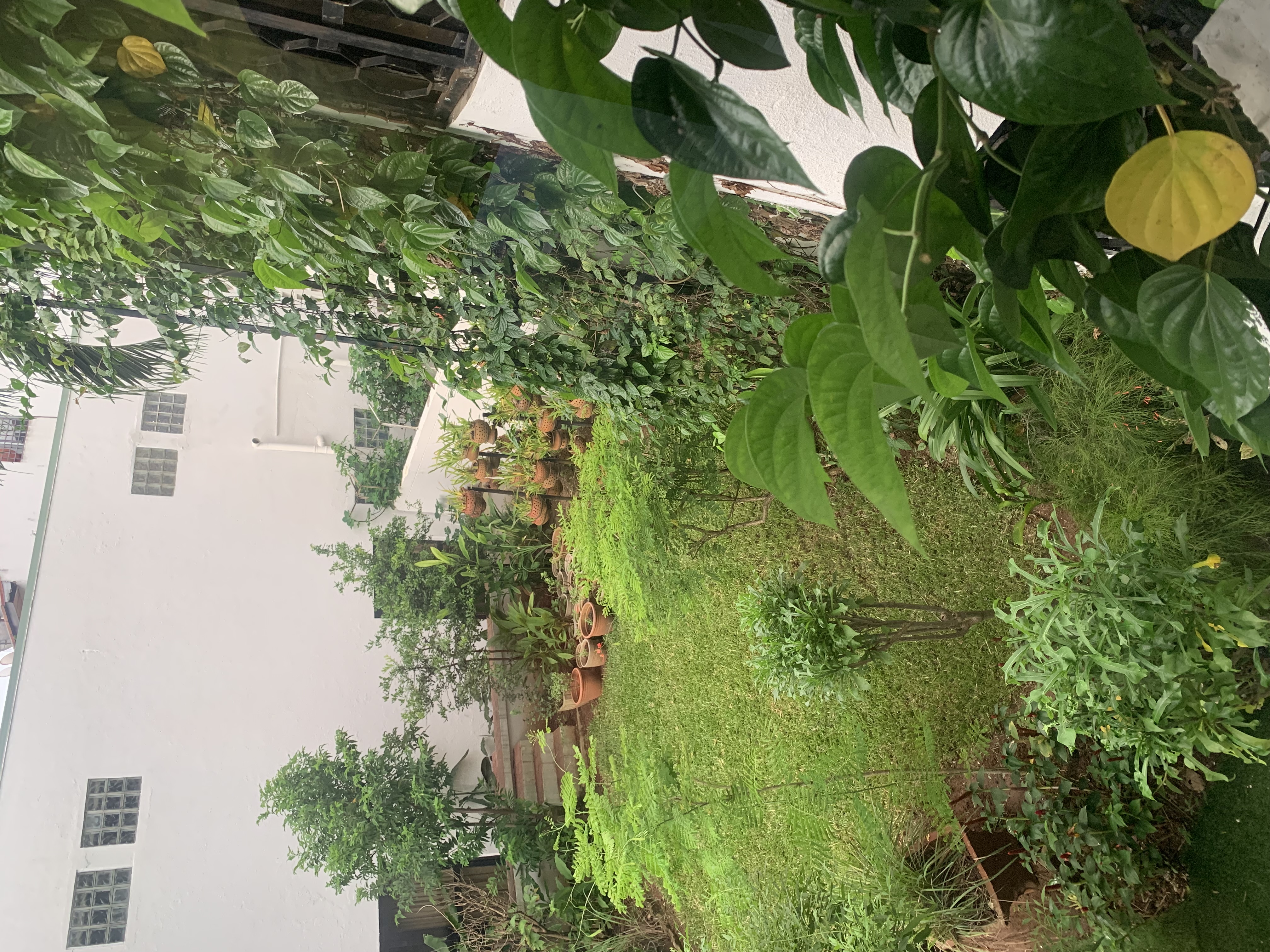 IMG_2980.jpeg