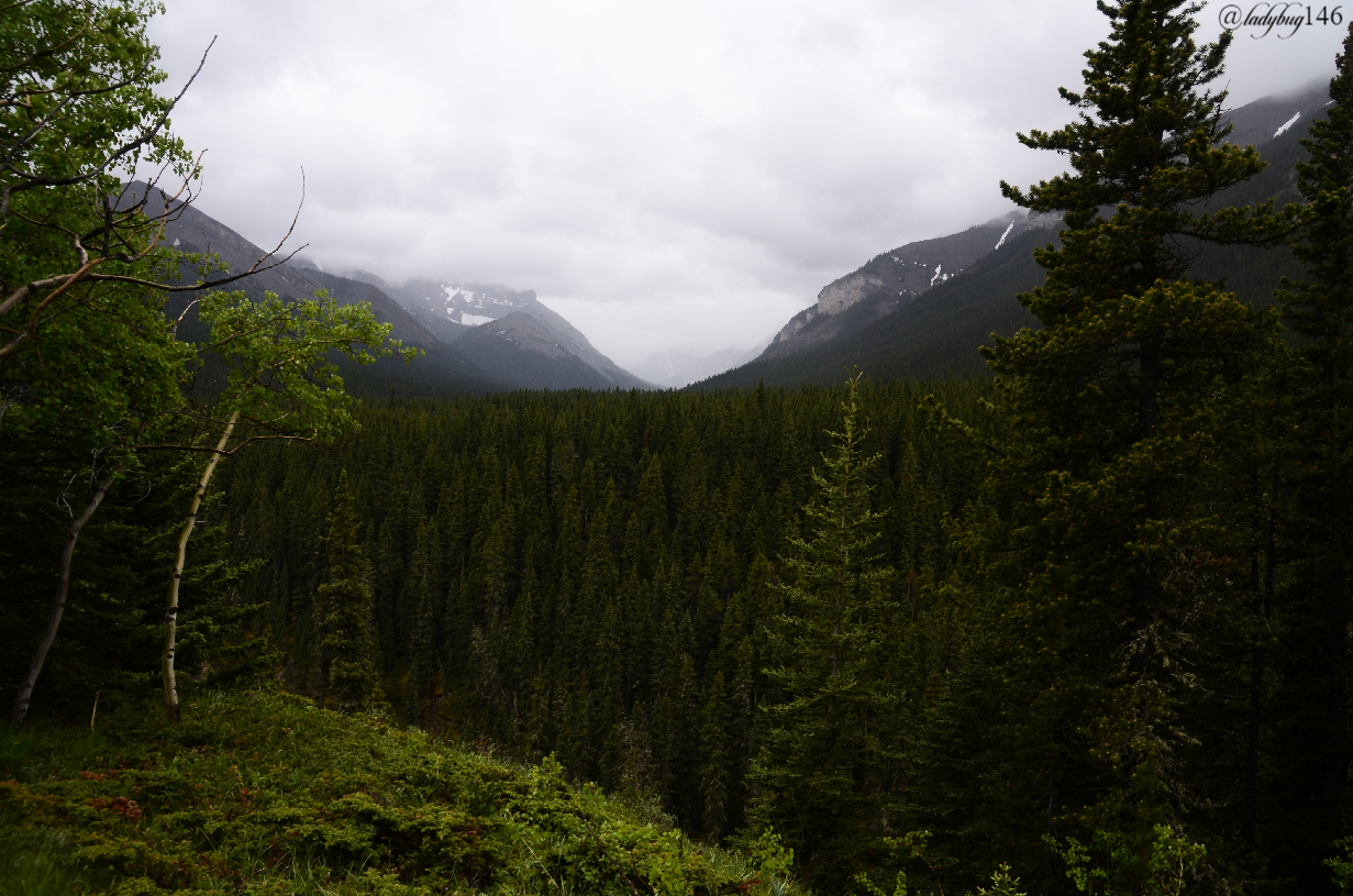 sheep valley provincial park (2).jpg