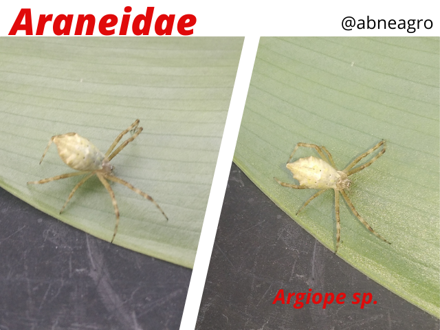 Araneidae(8).png