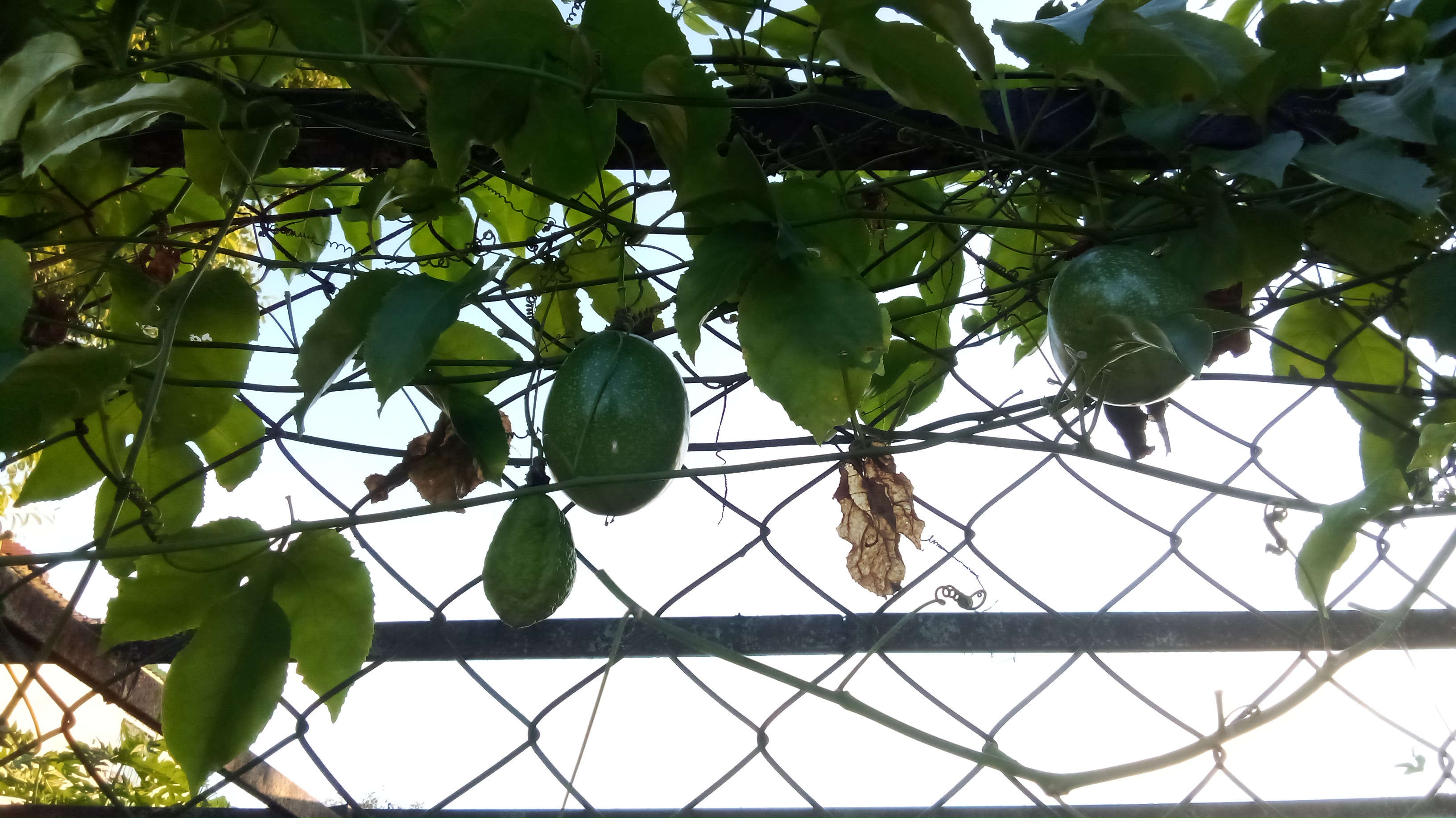 IMG-20231203-WA0203.jpeg
