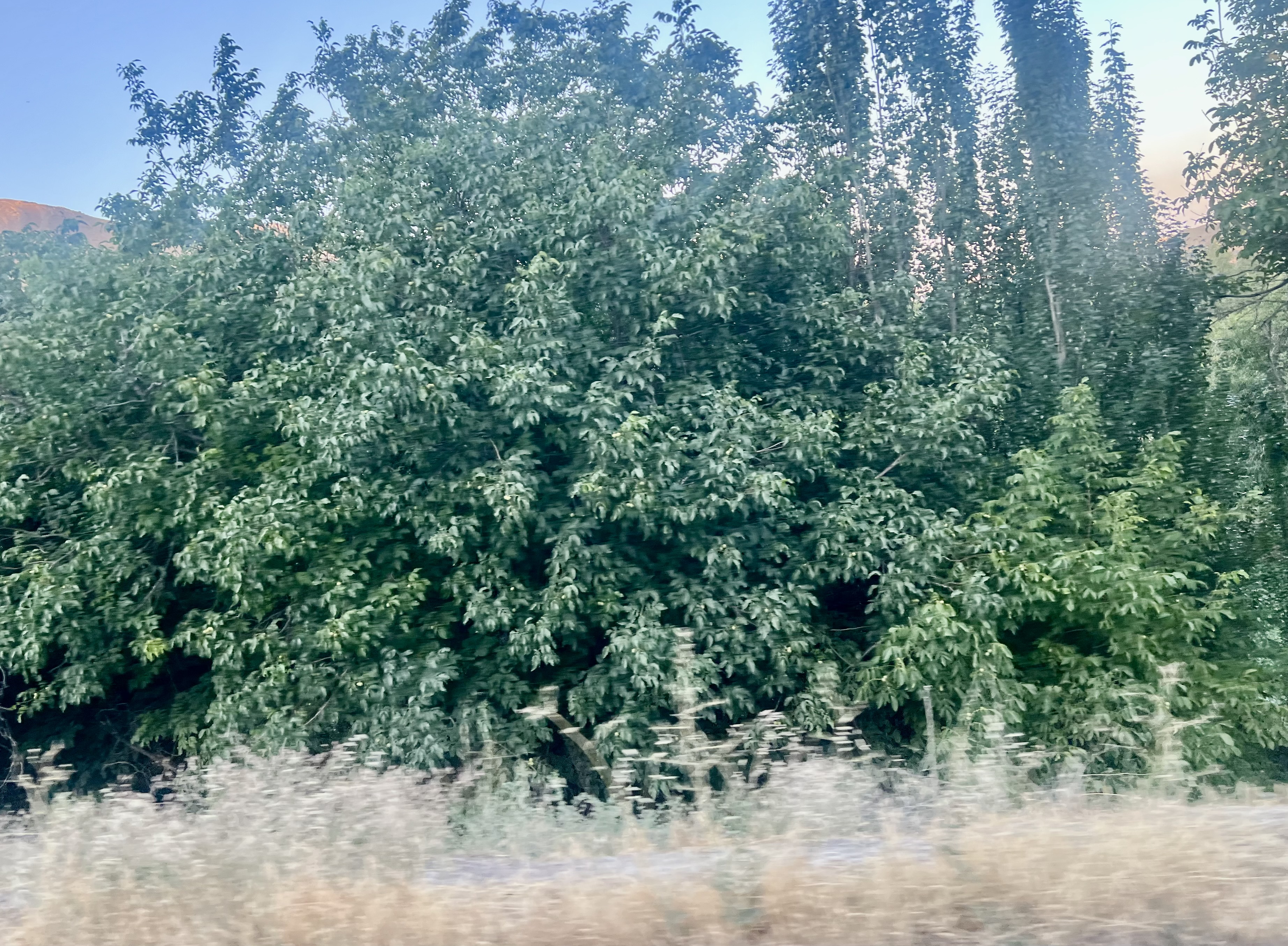 IMG_5171.jpeg