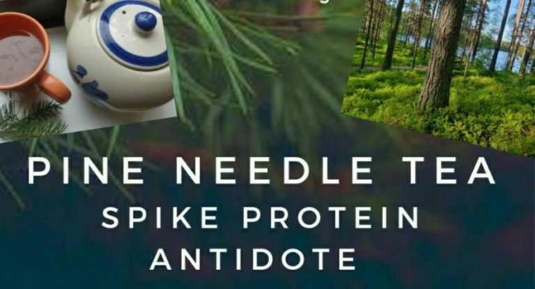 pineneedletea_spikeprotein.jpg