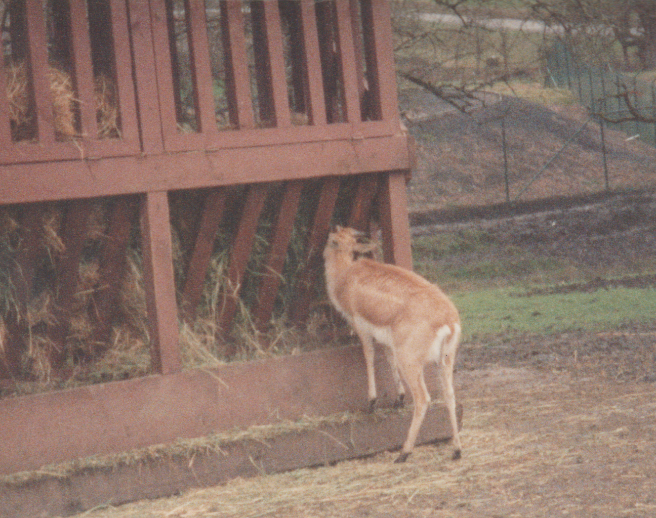 1992-12-26 - Saturday - Wildlife Safari Trip, Marilyn, Crystal-12.png