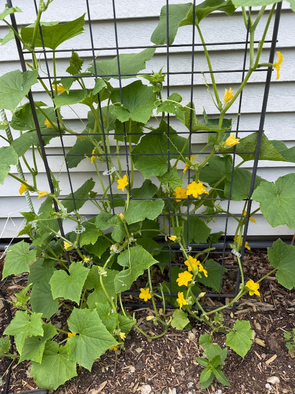 hivegarden-slicing-cukes.jpg