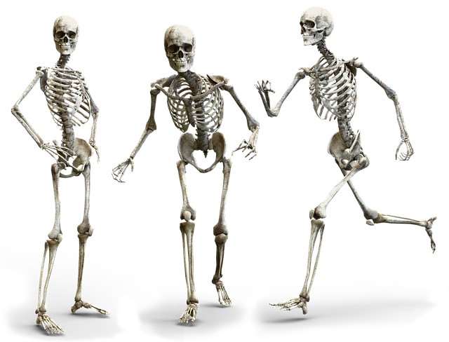 skeleton-3342754_640.png