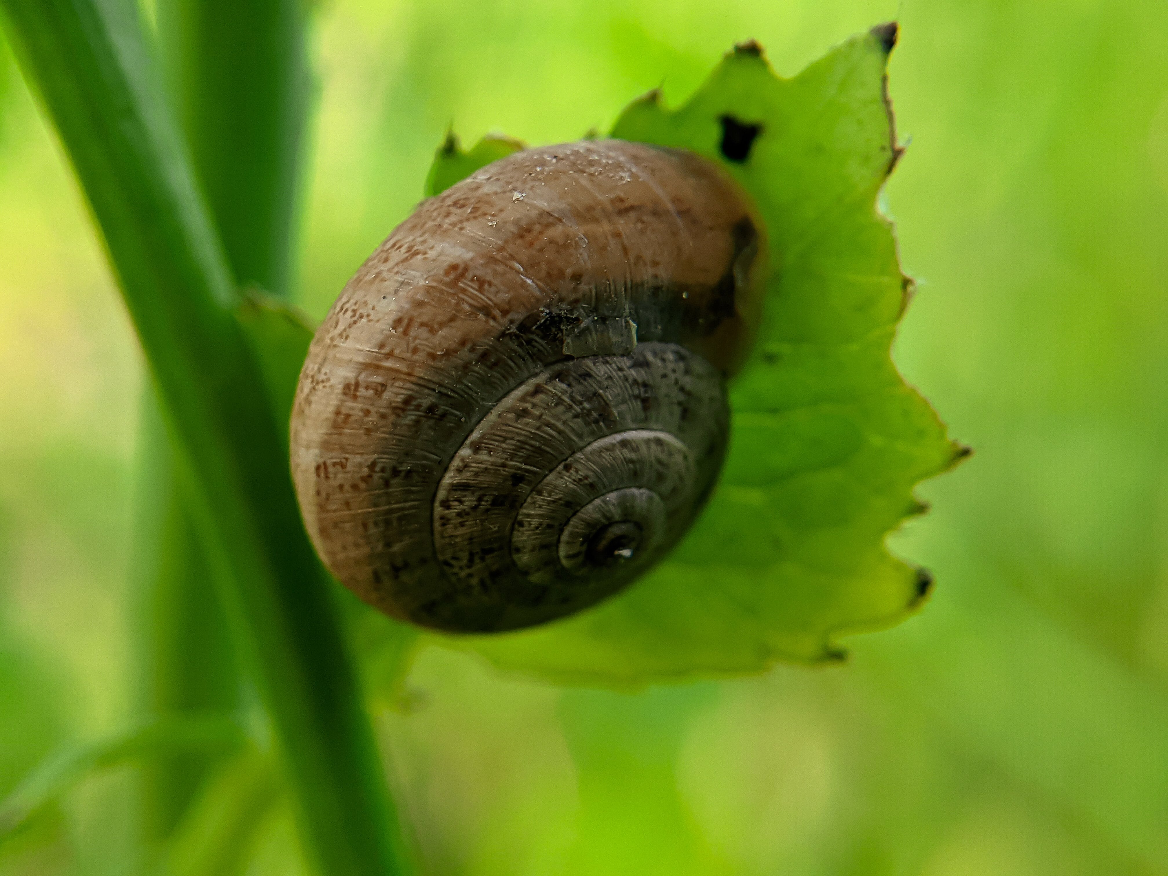 snail (5).jpg