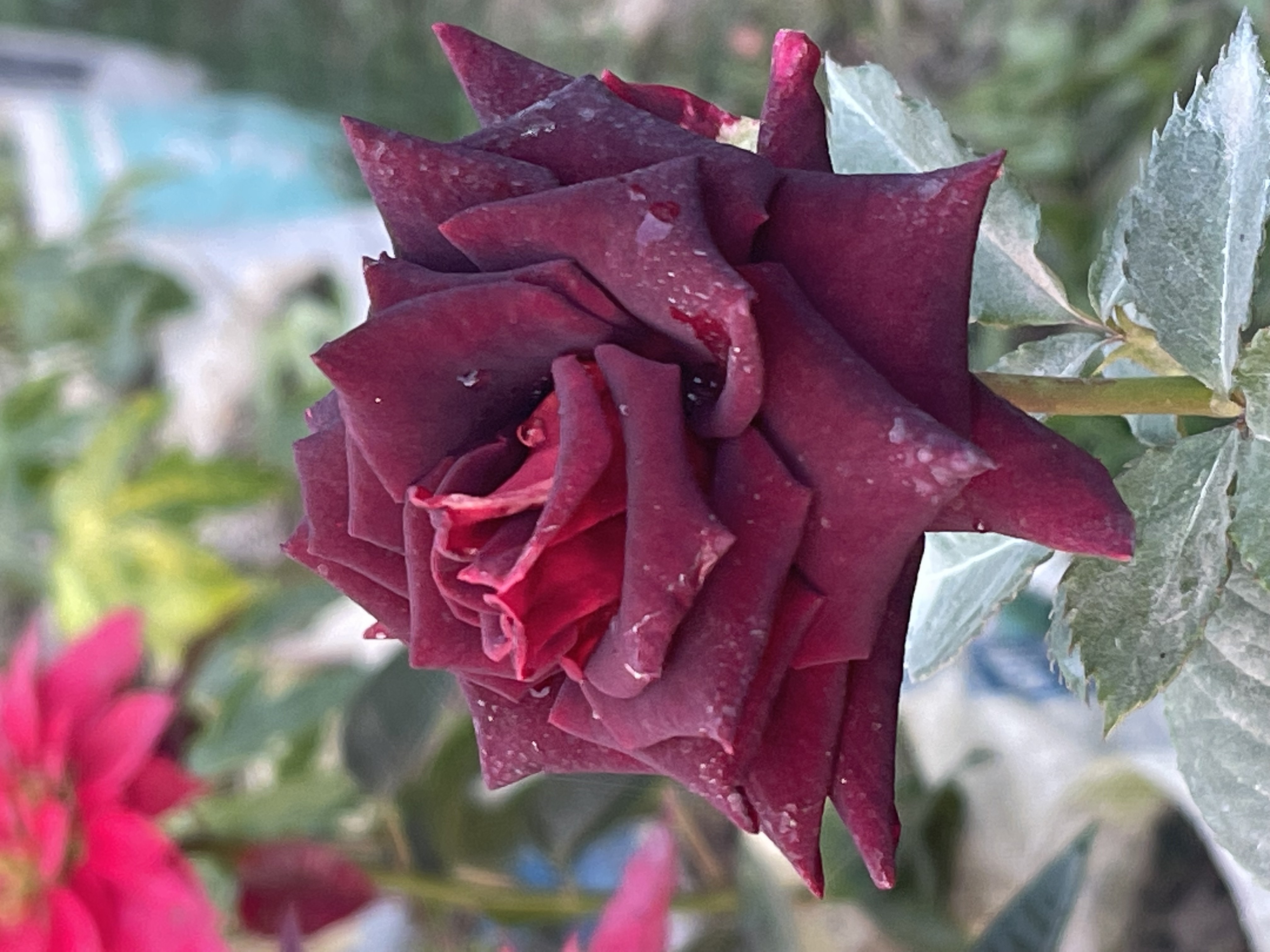 IMG_5904.jpeg