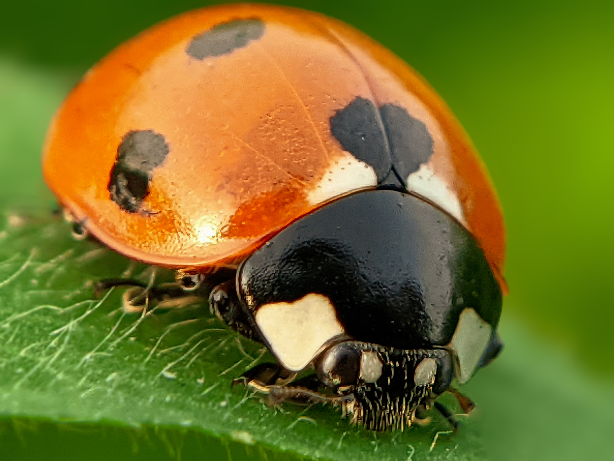 ladybird (3).jpg