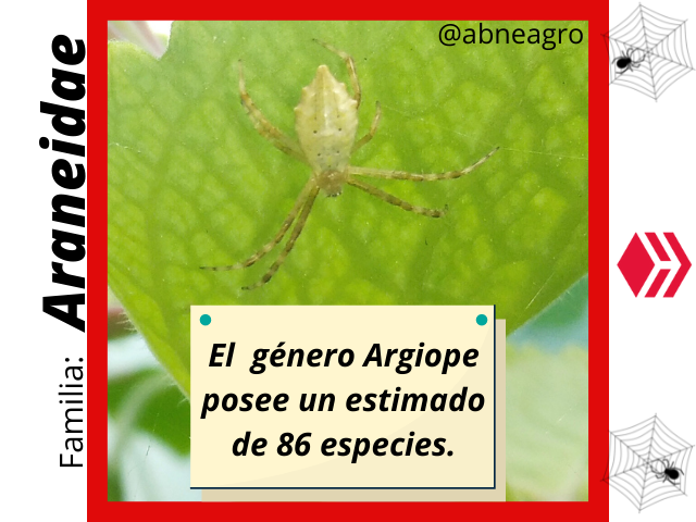 Araneidae(1).png