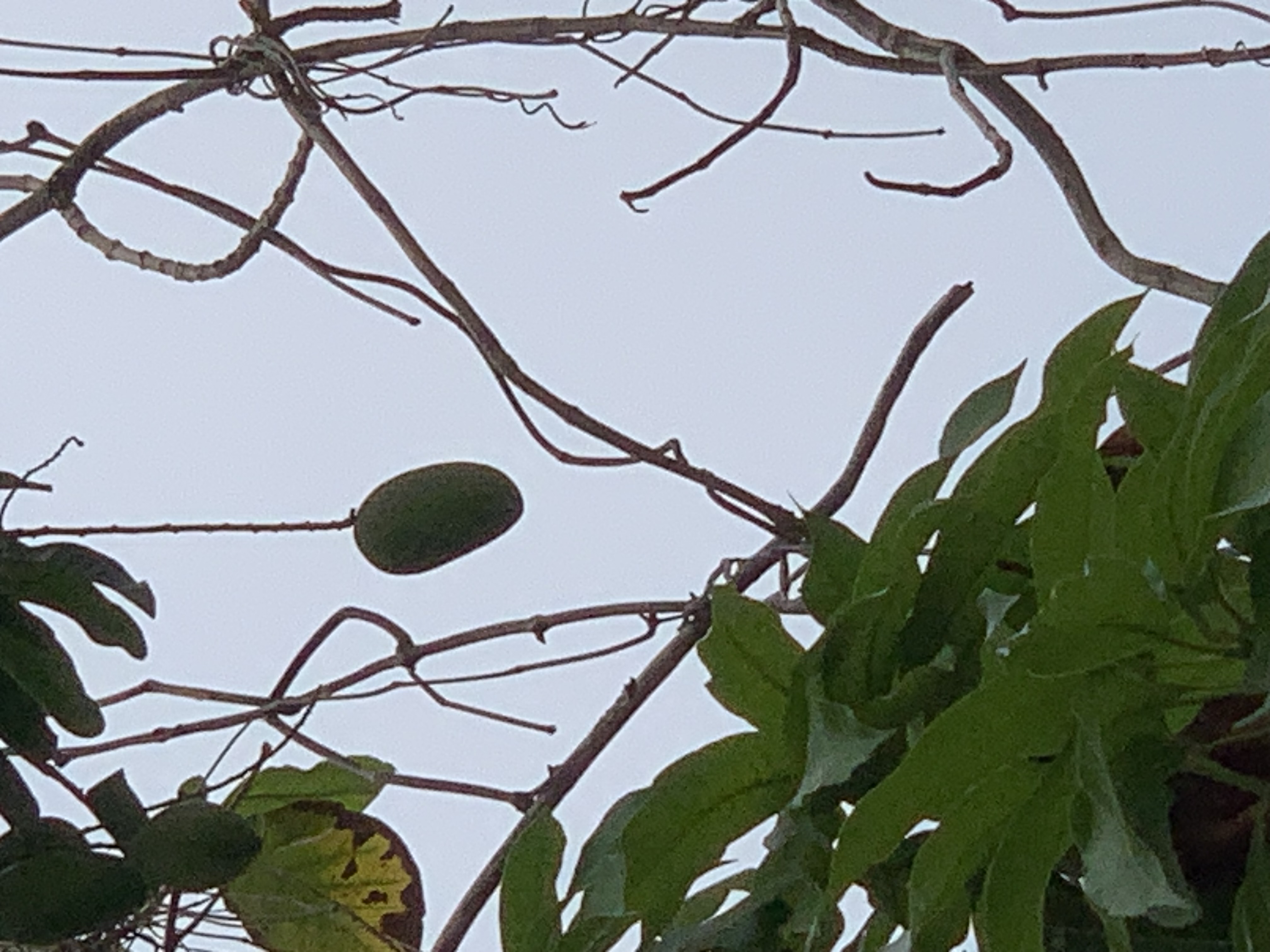 fruit6.jpg