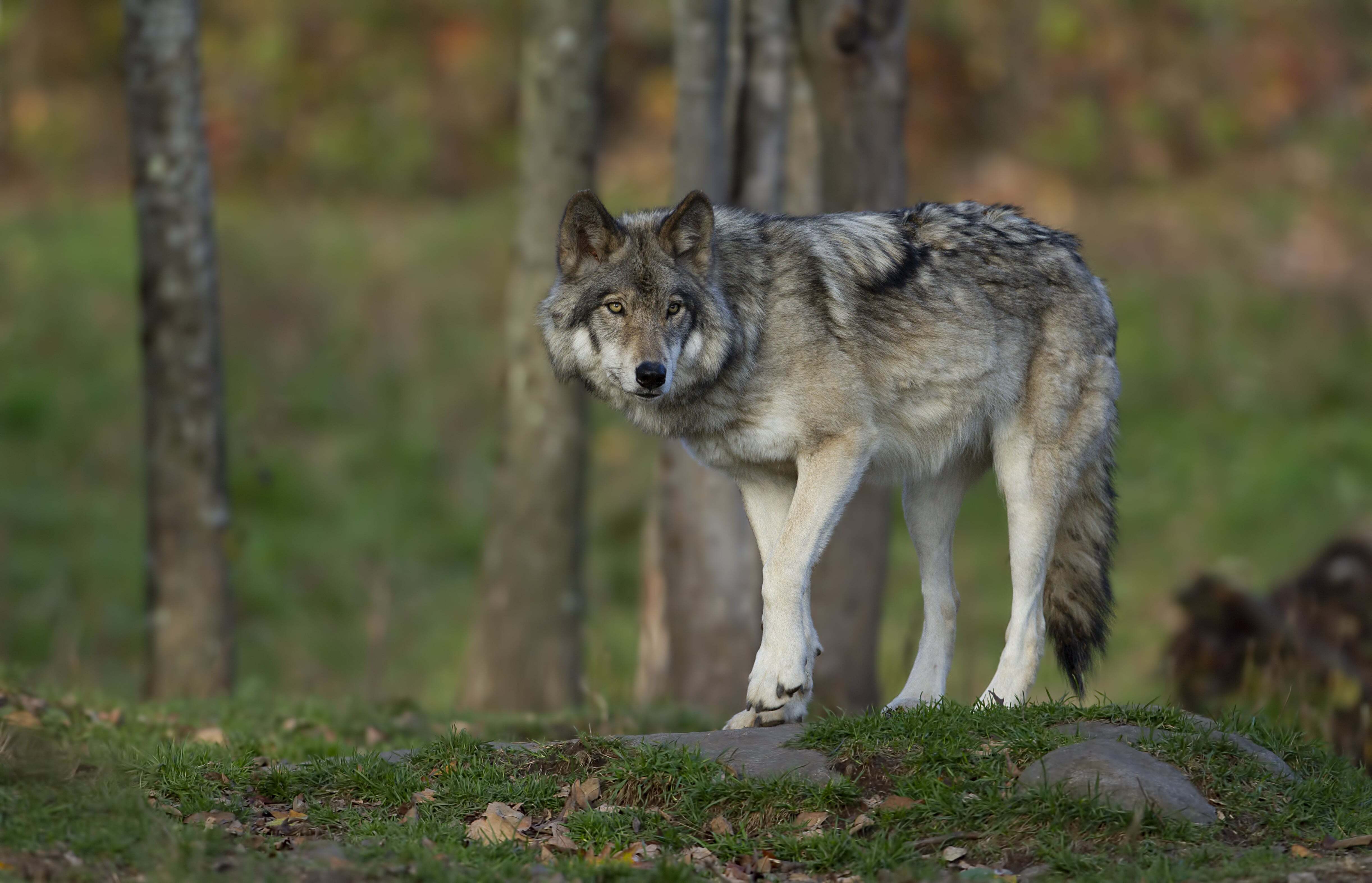 190945_AdobeStock_269707327_A-lone-Timber-wolf-or-Grey-Wolf-Canis-lupus-on-top-of-a-rock-looks-back-on-an-autumn-day-in-Canada-min.jpg