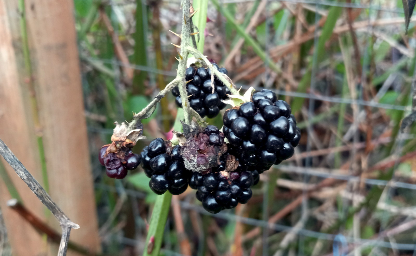 CT-0282-Blackberries.jpg