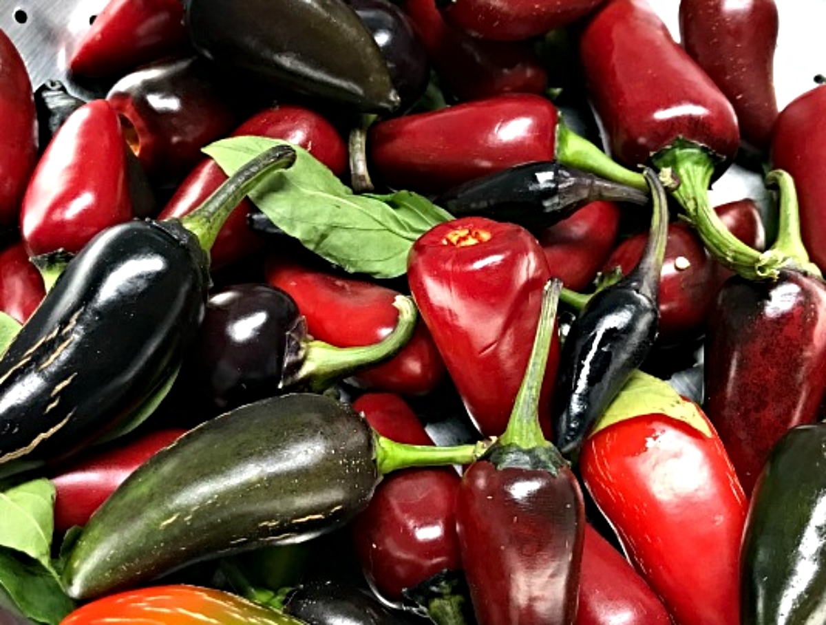 gardening-hot-peppers-jalapeno-.jpg
