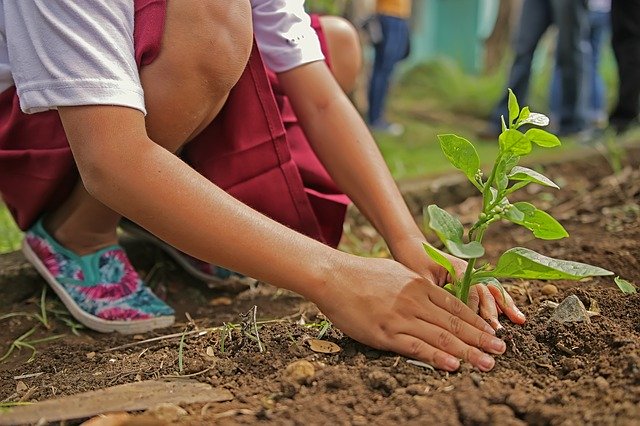 planting-1898946_640.jpg