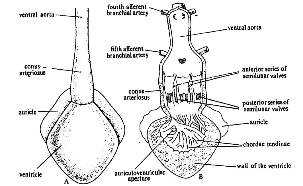 Circulatory system of Scoliodon.jpg