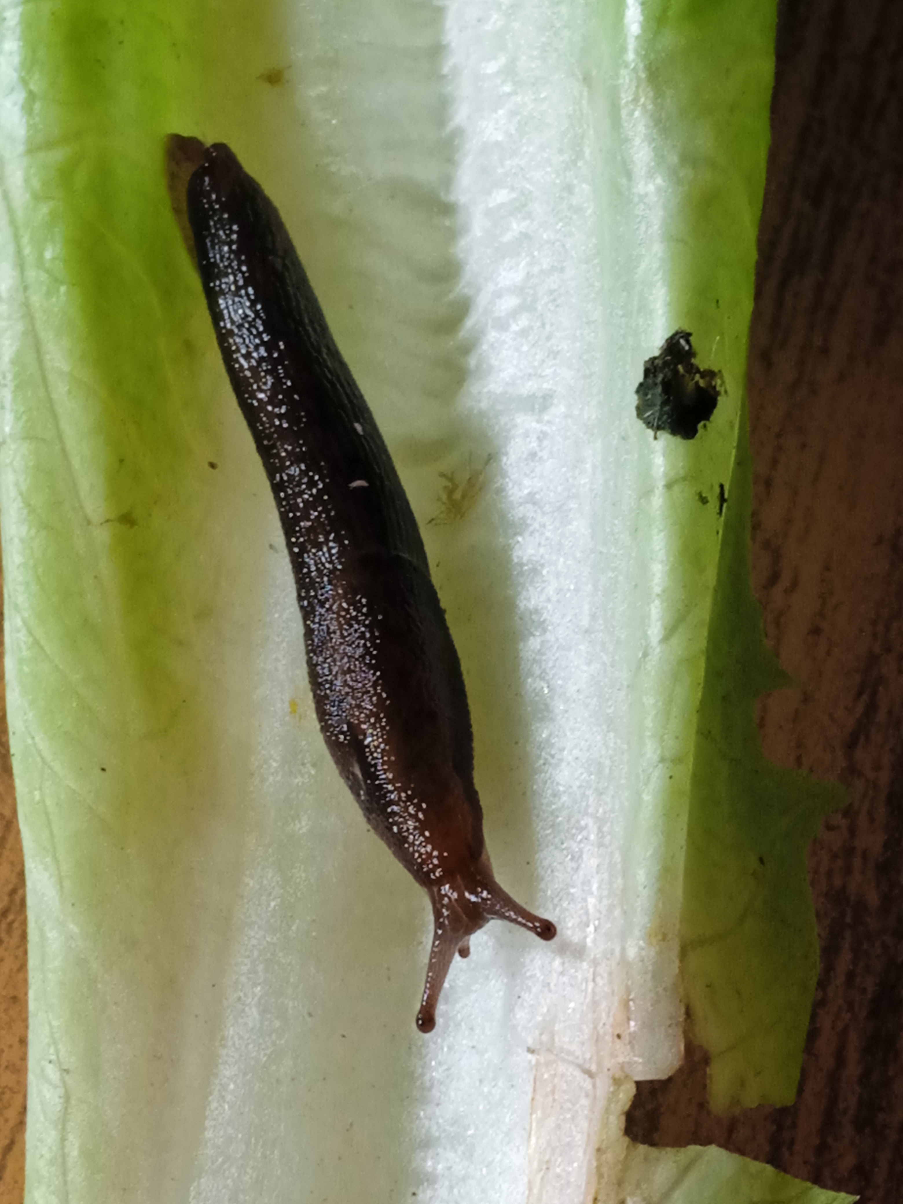 Presencia de babosas del género Deroceras en plantas de lechuga romana  (Lactuca sativa L. var. longifolia). — Hive