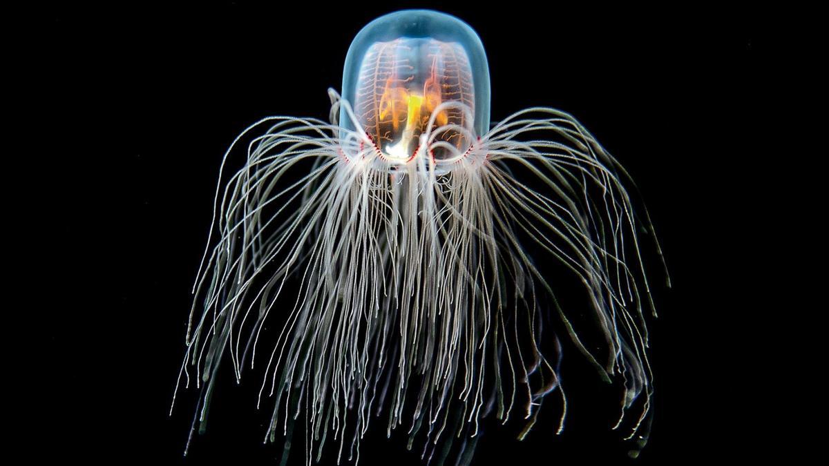 Turritopsis dohrnii