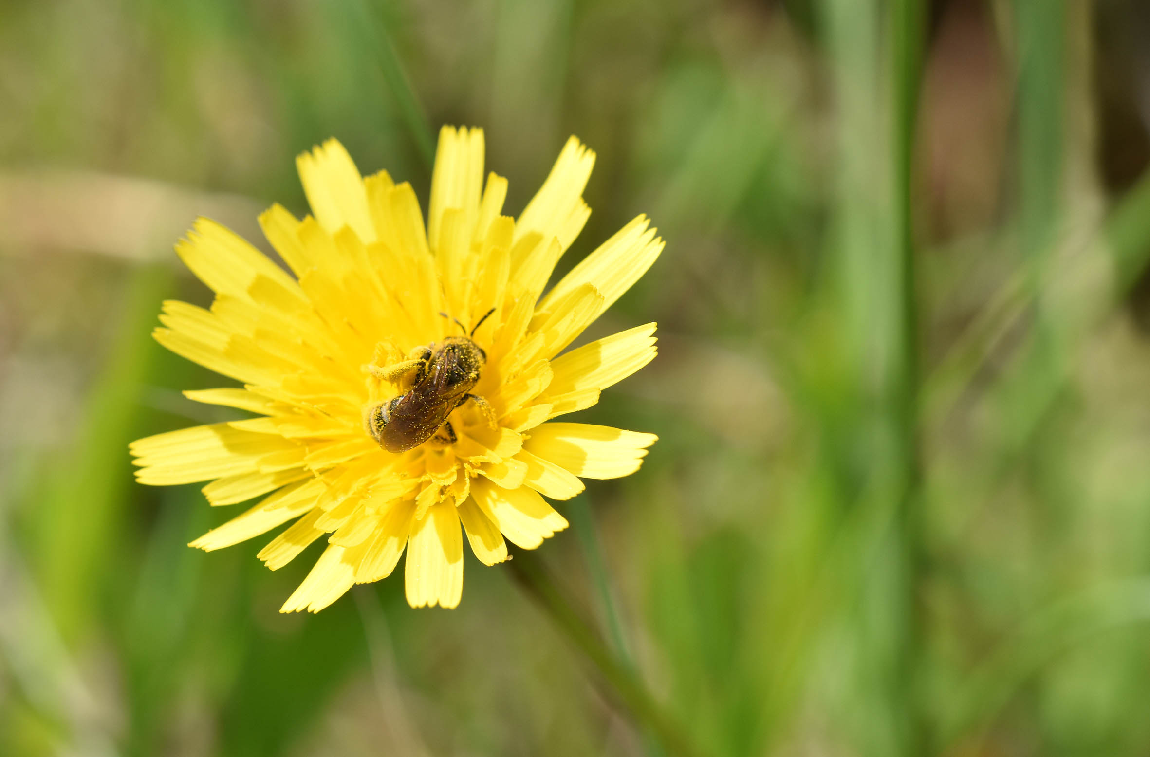 bee dandelion polen 1.jpg