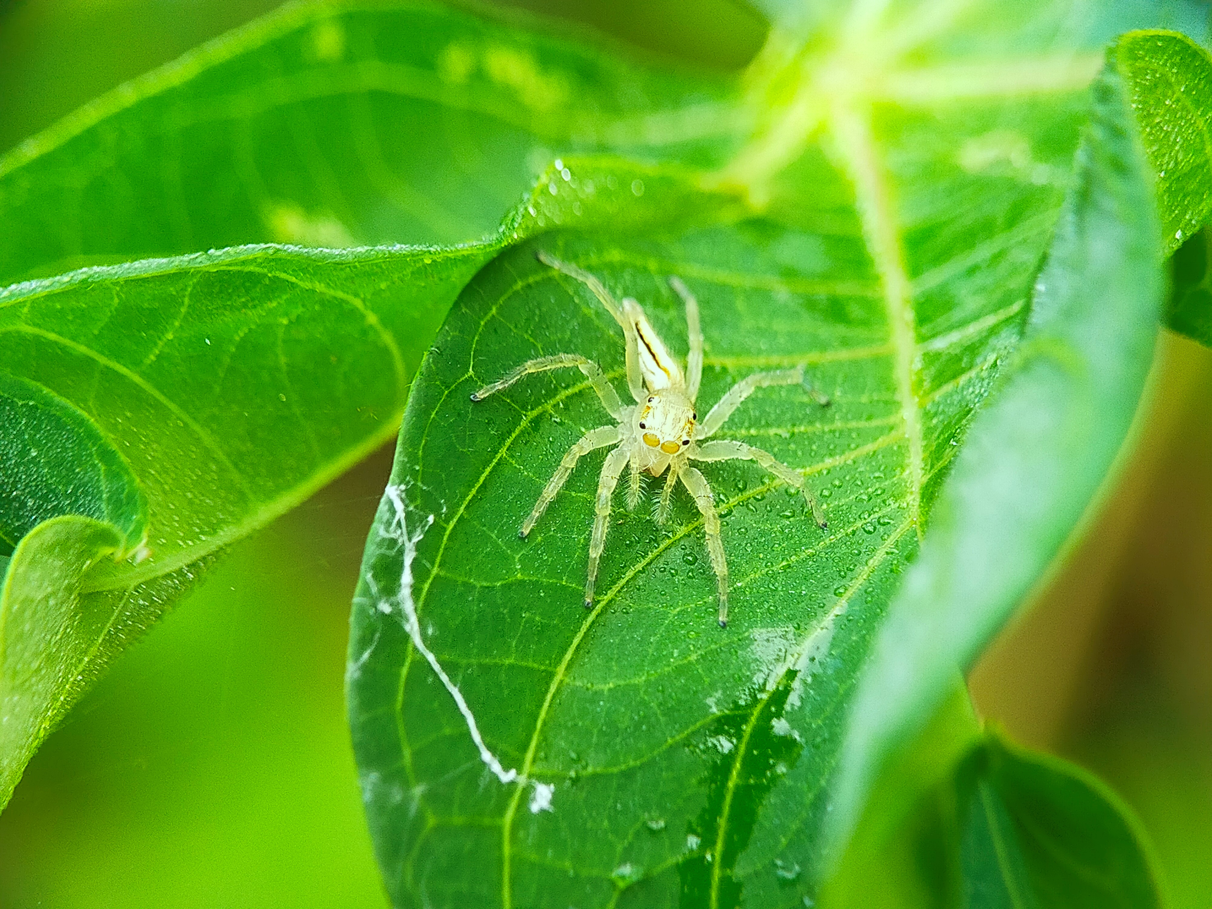 Telamonia Dimidiata (28).jpg