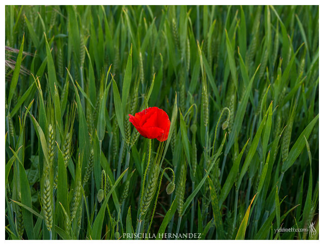 Poppy_yidneth.com (2) -640- by Priscilla Hernandez.jpg
