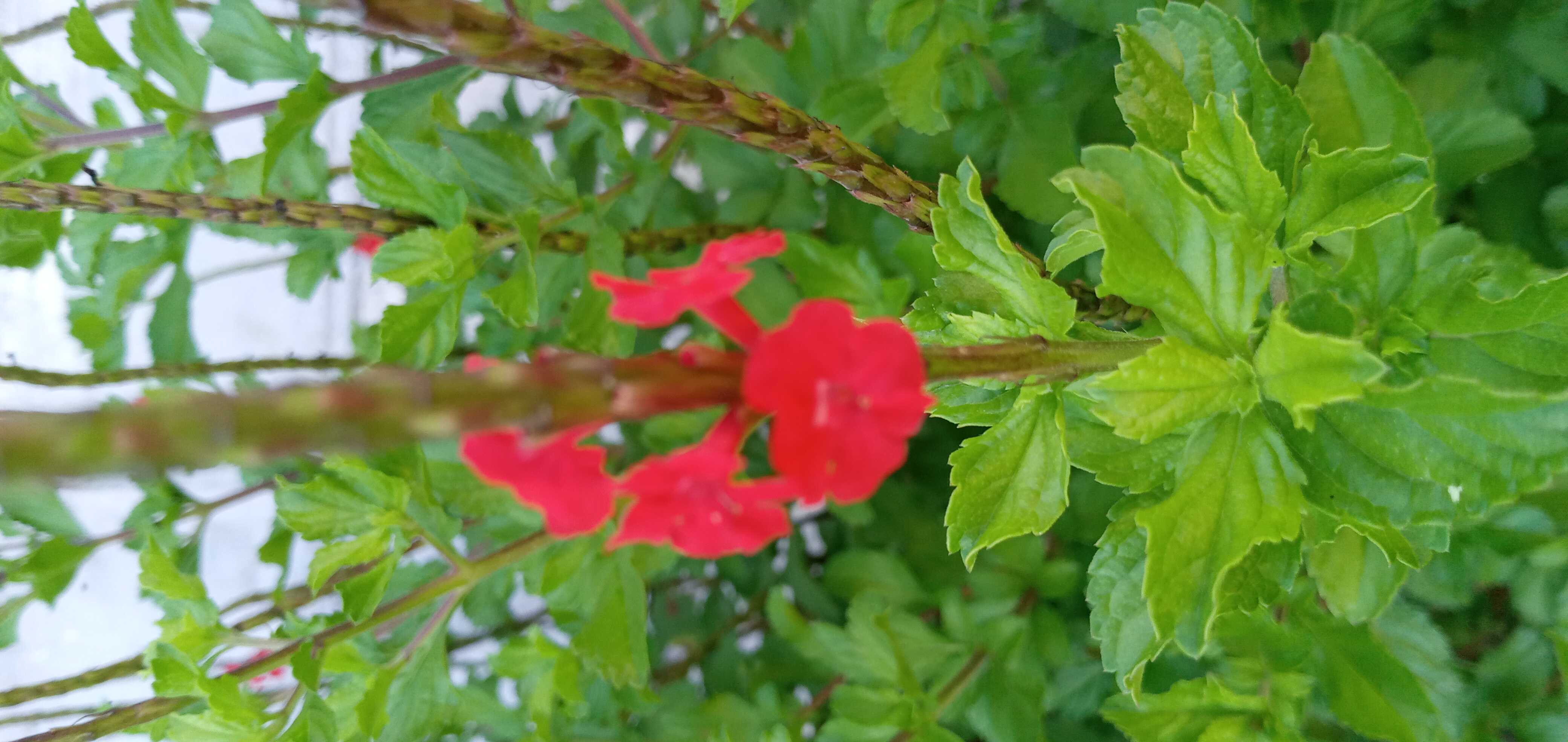 20250628_170510.jpg