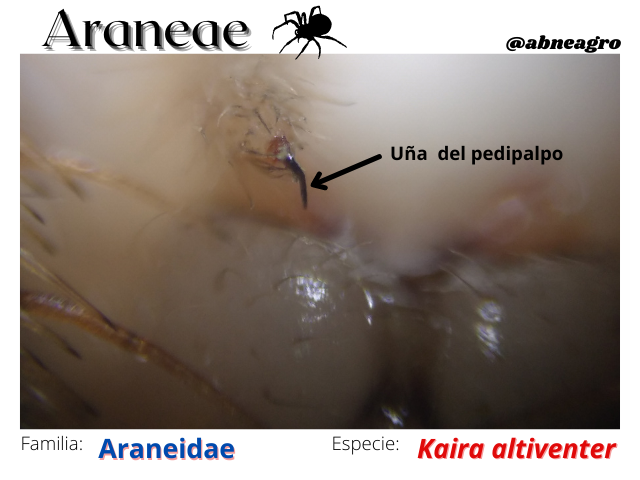 Lepidoptera(6).png