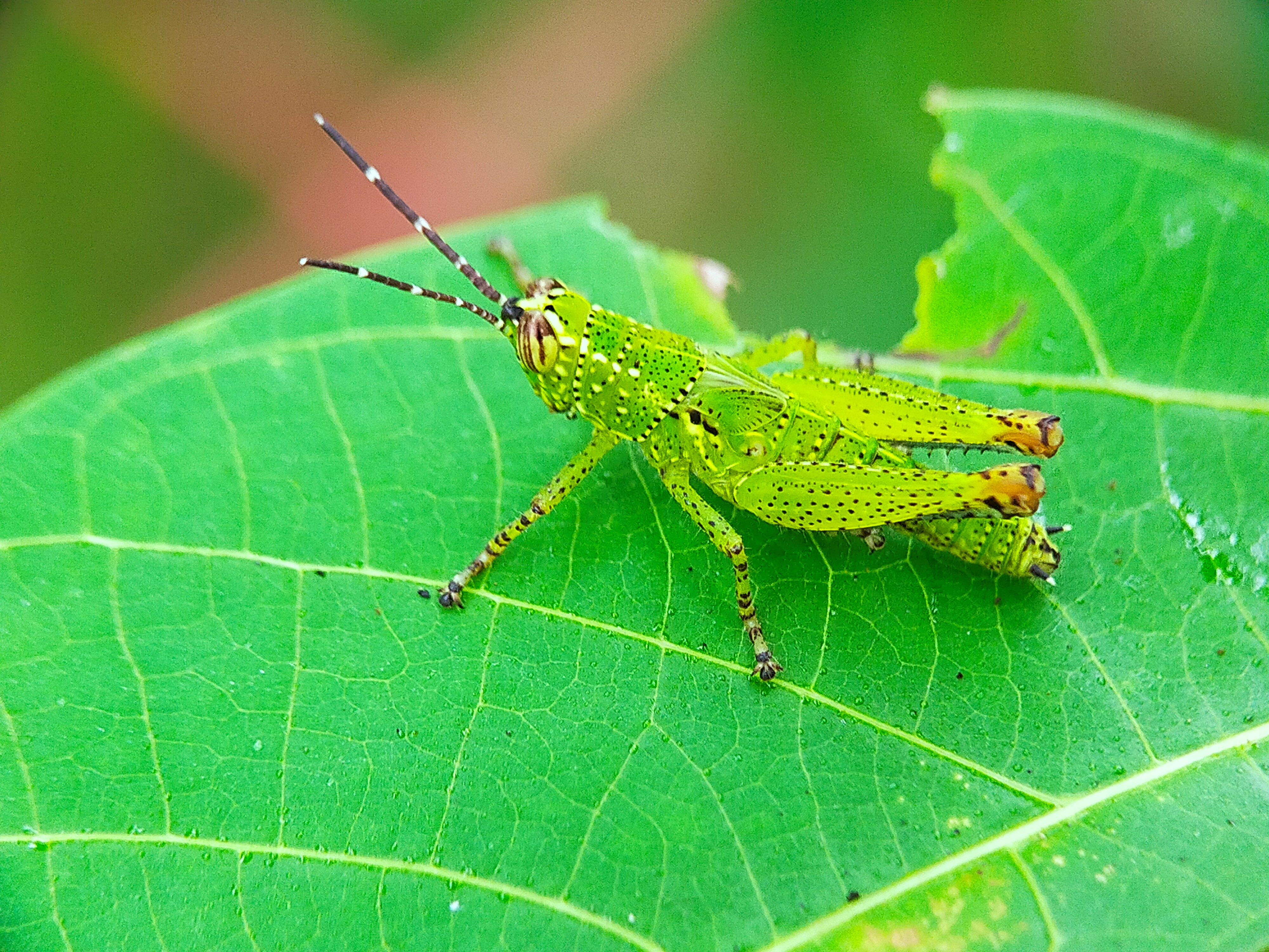 Rice Grasshopper (3).jpg