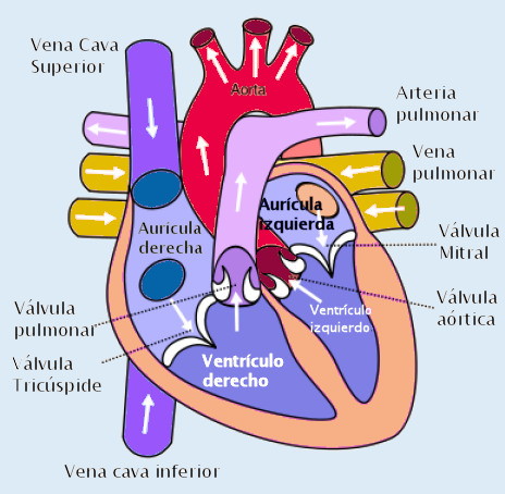 DiagramaCorazón.png