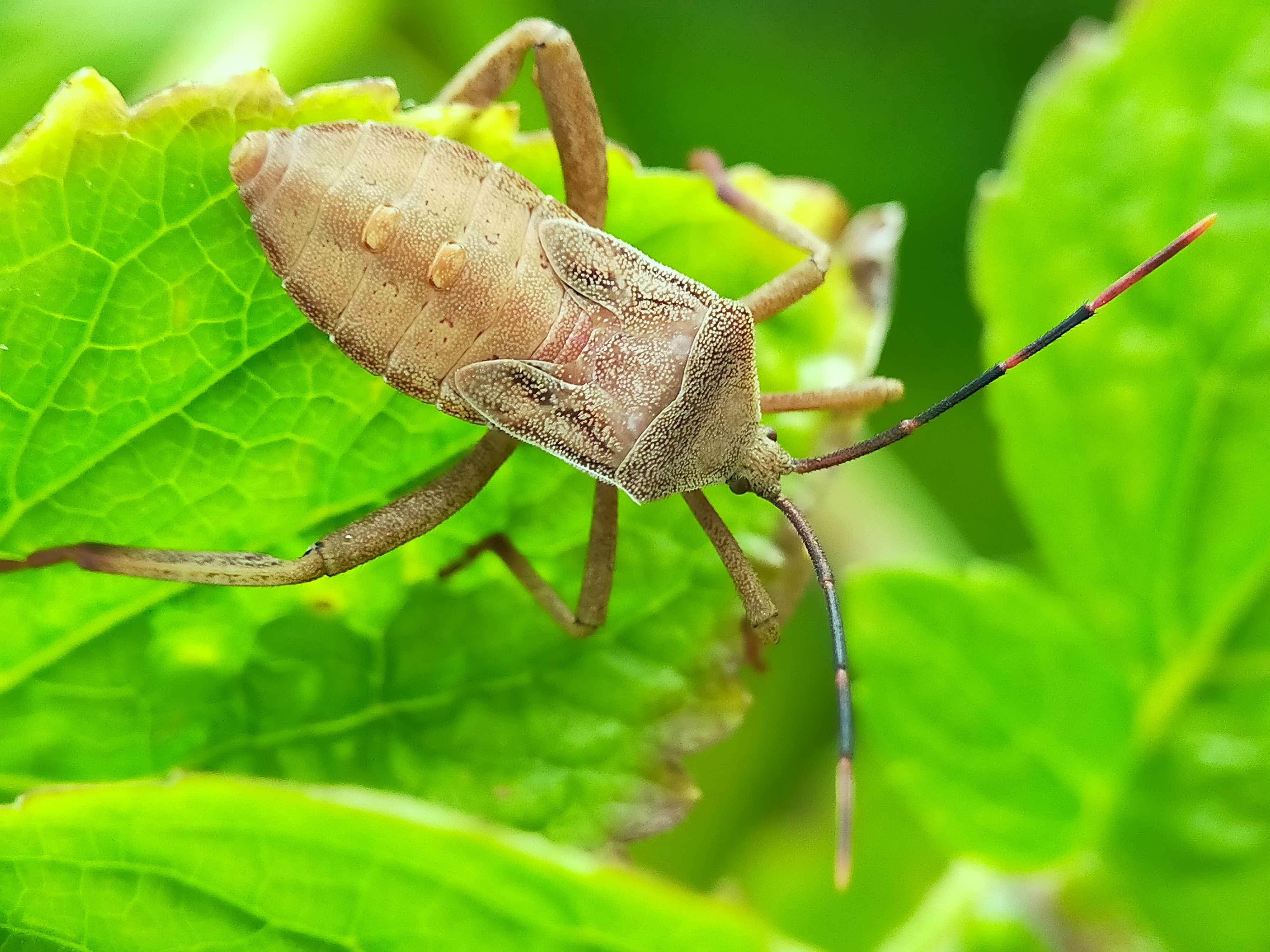 Stink Beetle (22).jpg