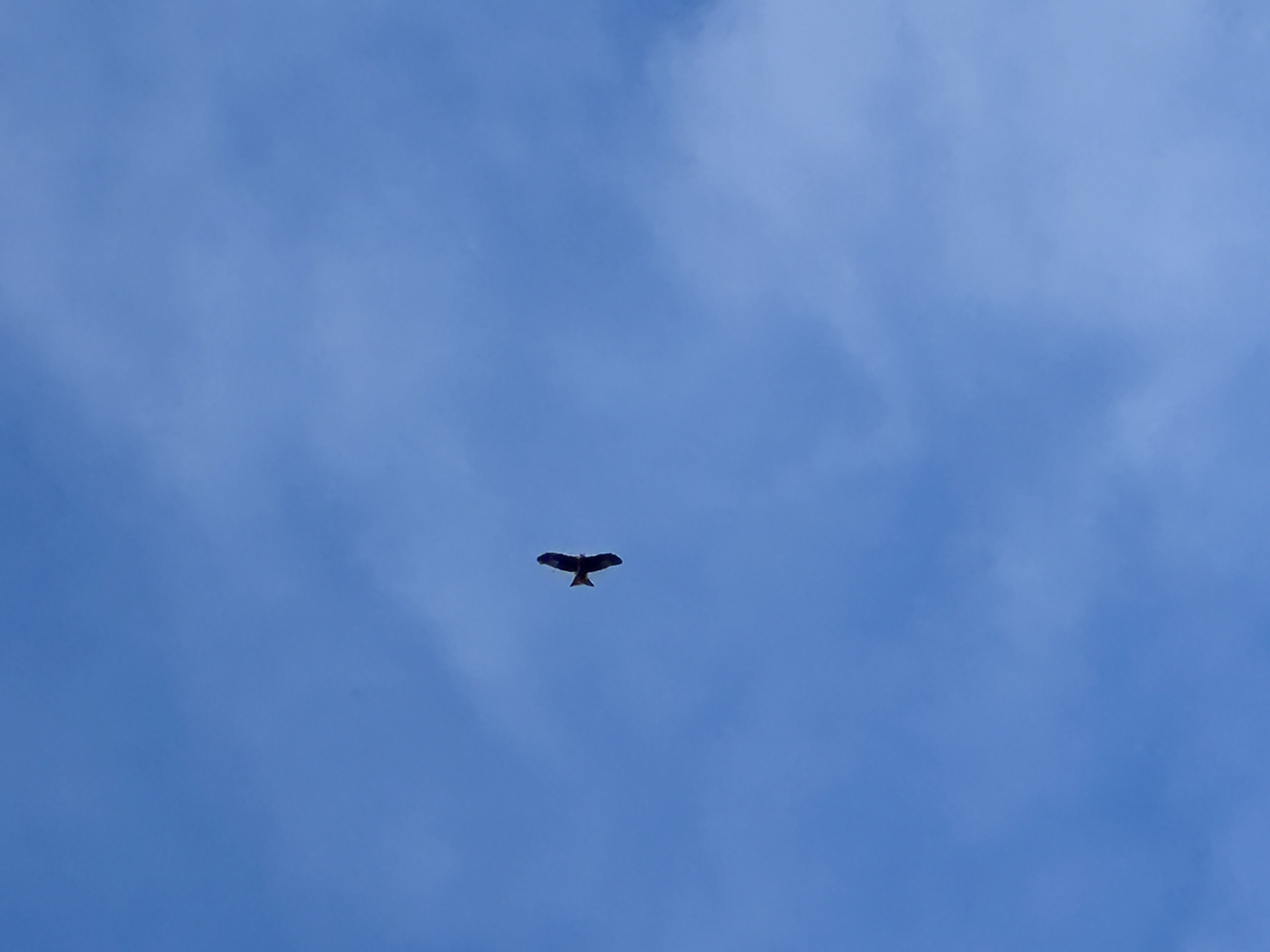 IMG_1713.jpeg