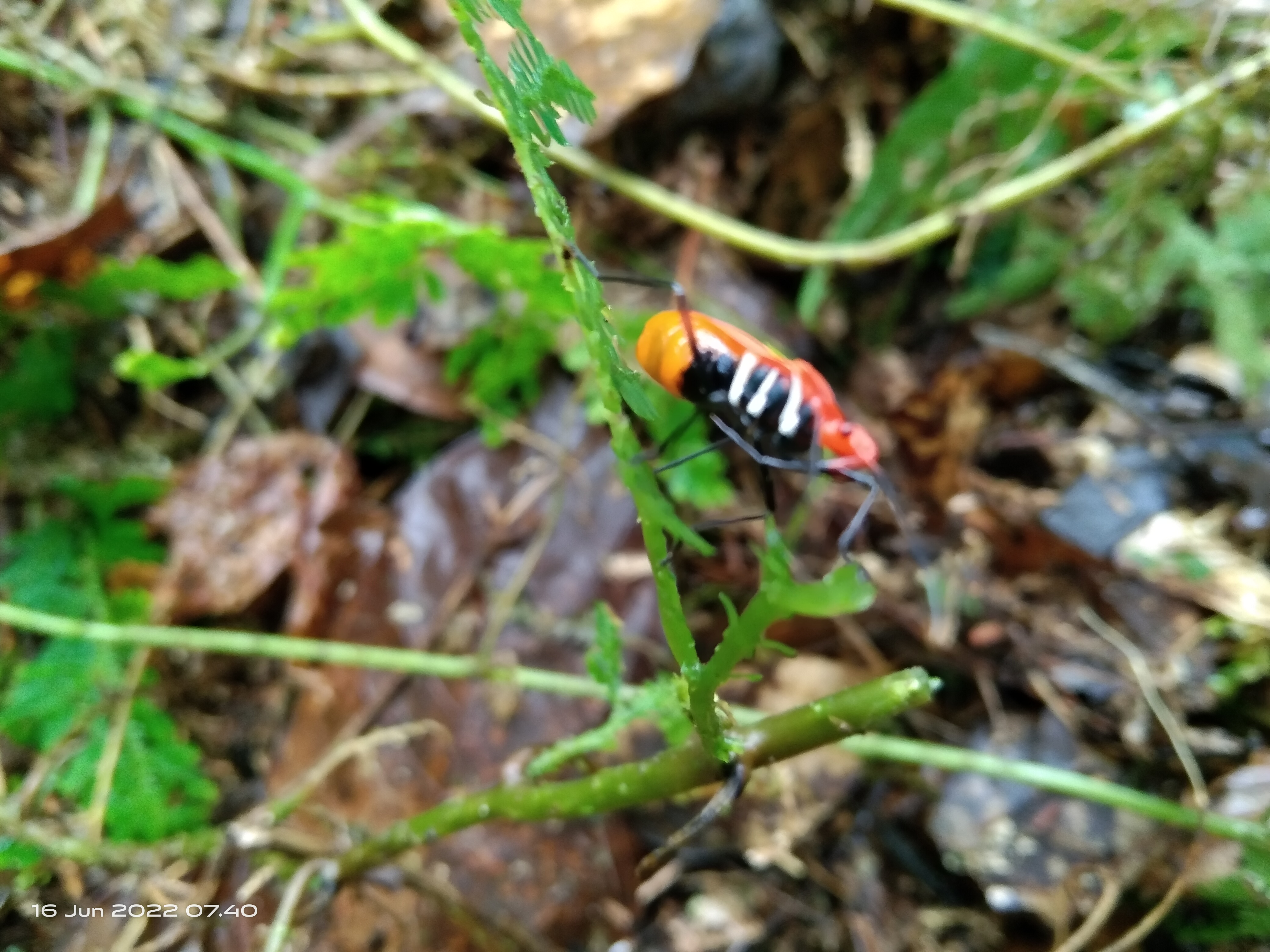 IMG_20220616_074030.jpg