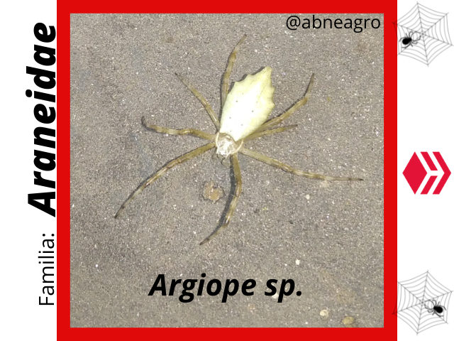 Araneidae(2).png
