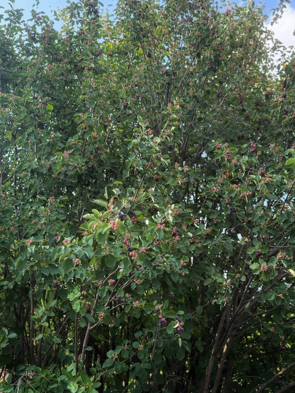 IMG_4240.jpeg