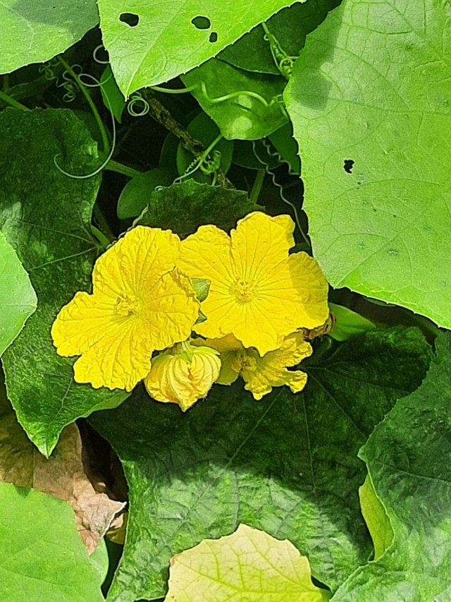 luffa plant flower  2.jpg
