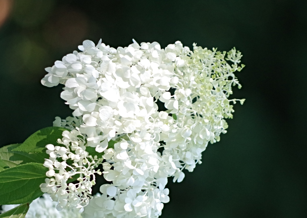 flowers-white-hydrangea.jpg