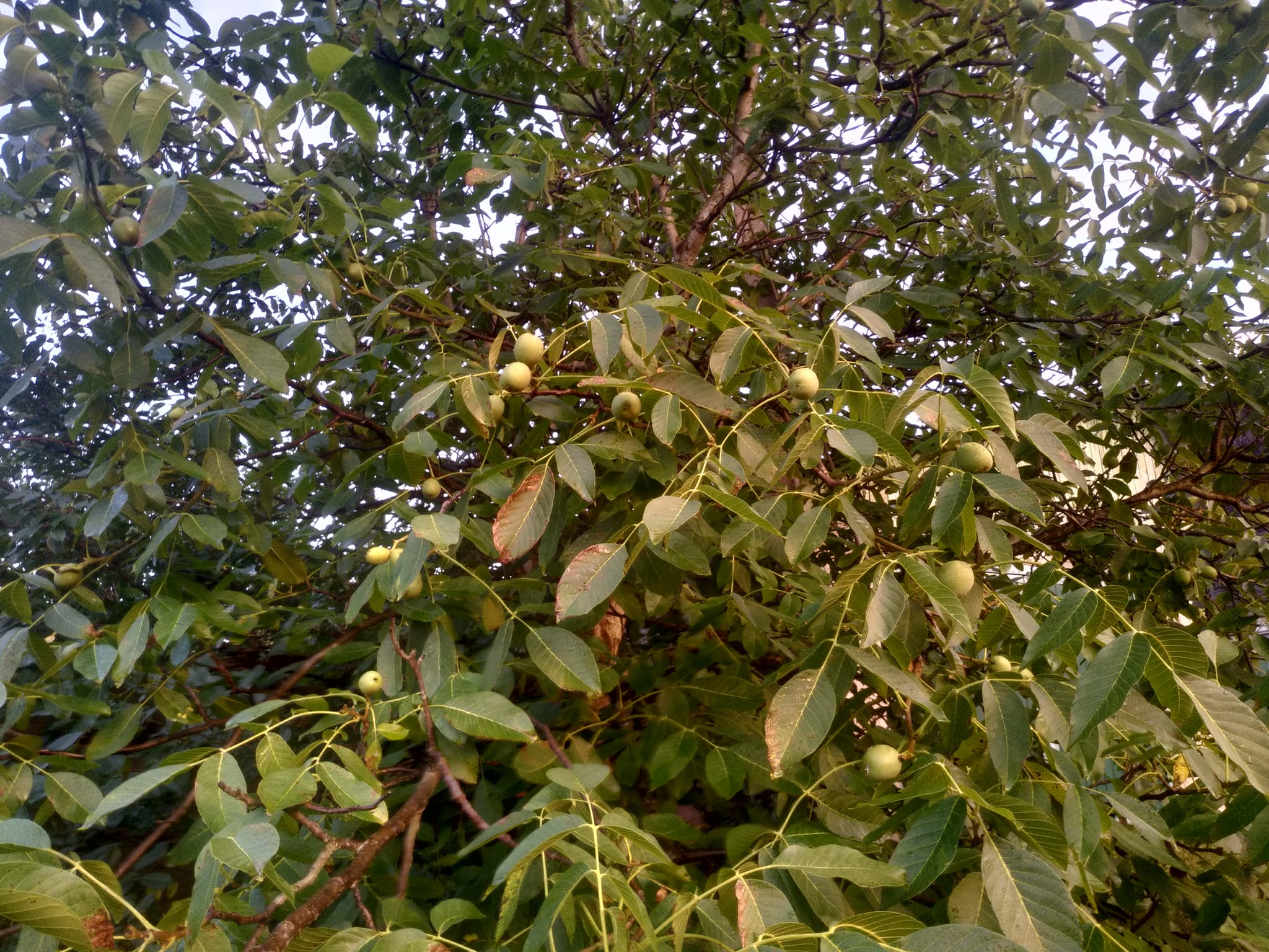 IMG_7794.jpeg