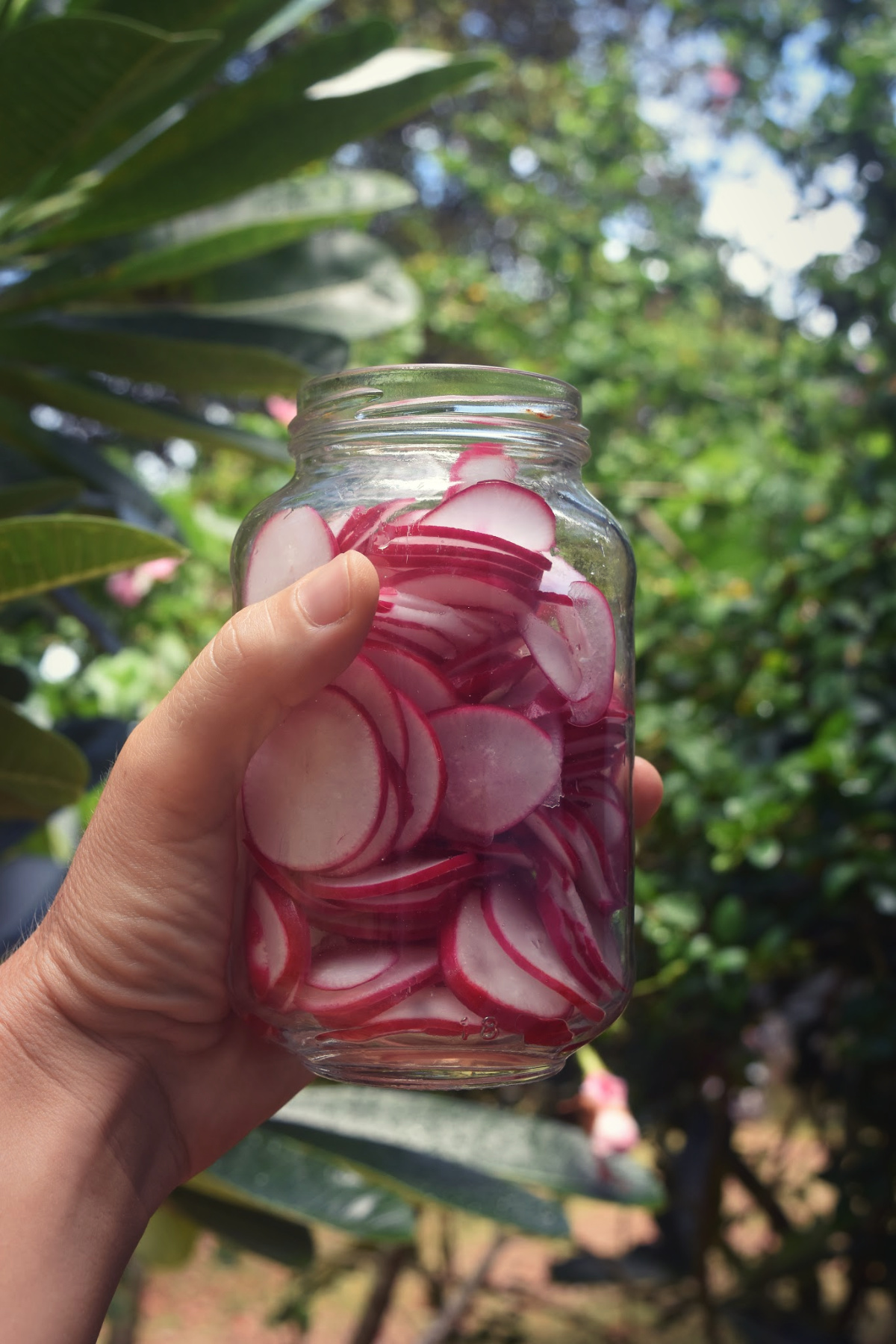 red-radish-pickle-4.jpg