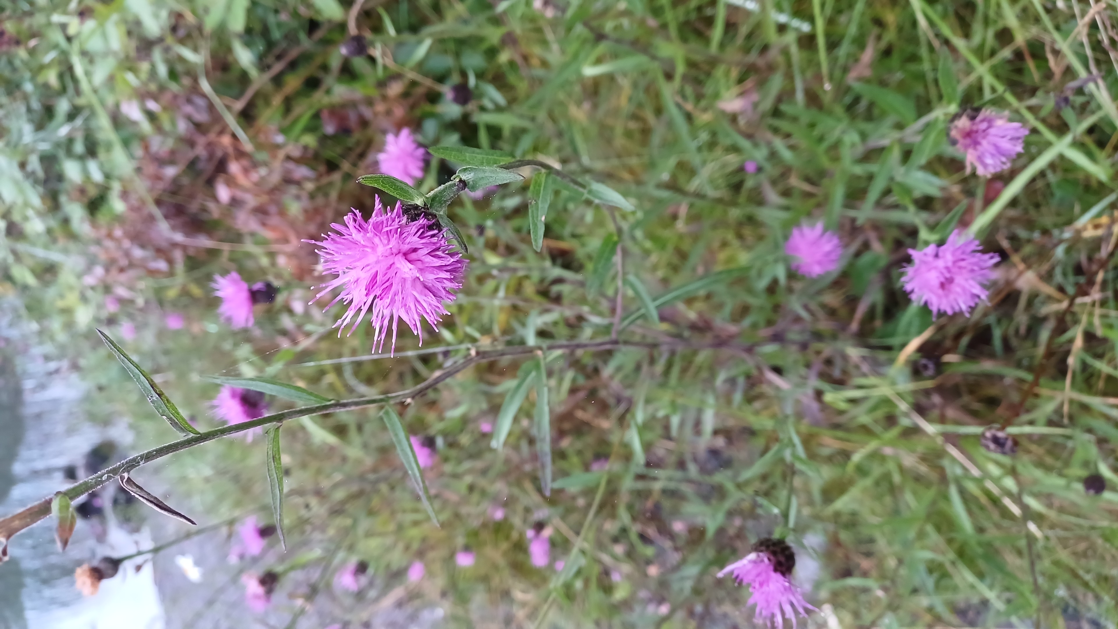IMG-20250731-WA0012.jpeg