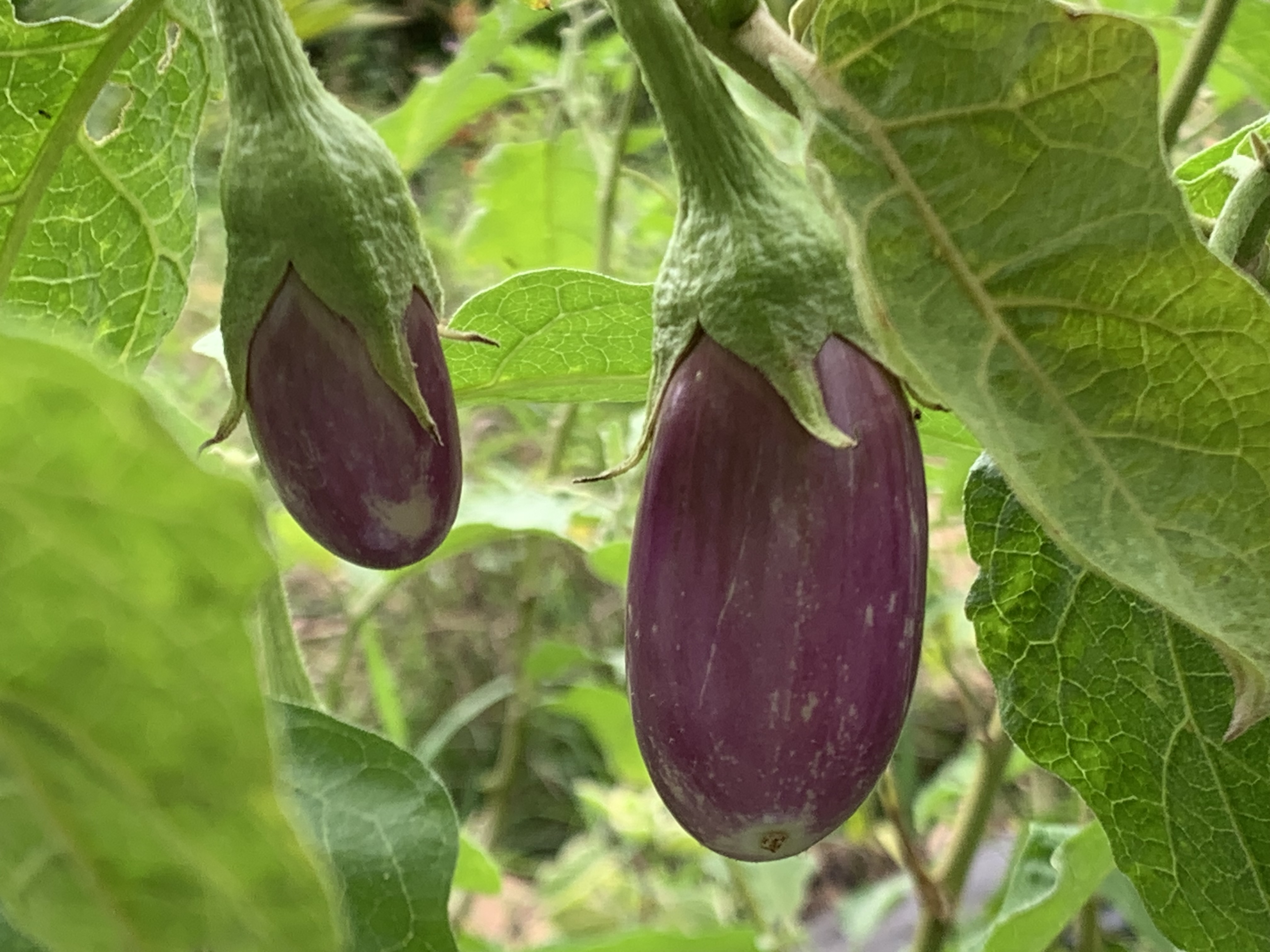 vegetable2.jpg