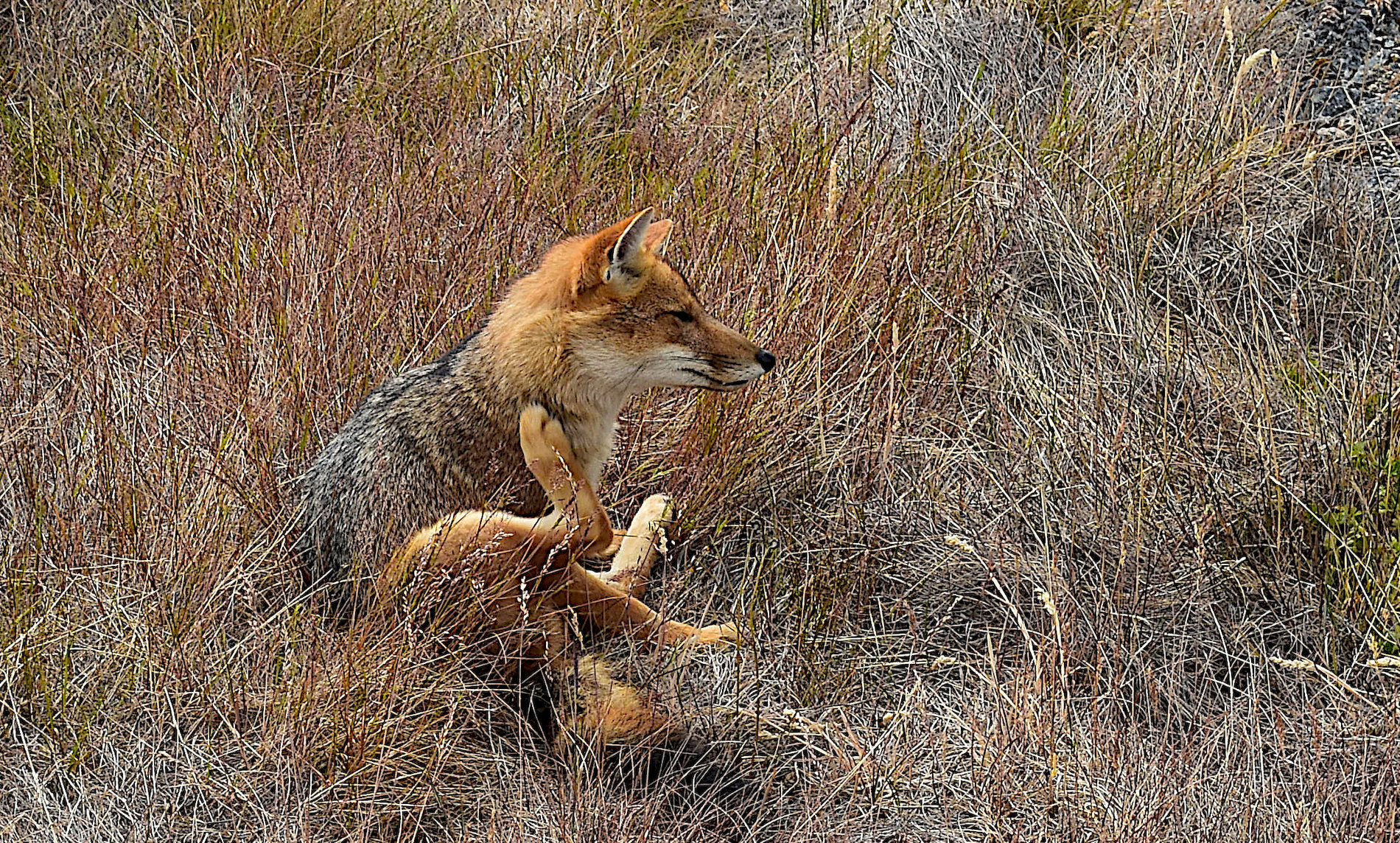 Perrito-Moreno-31.jpg