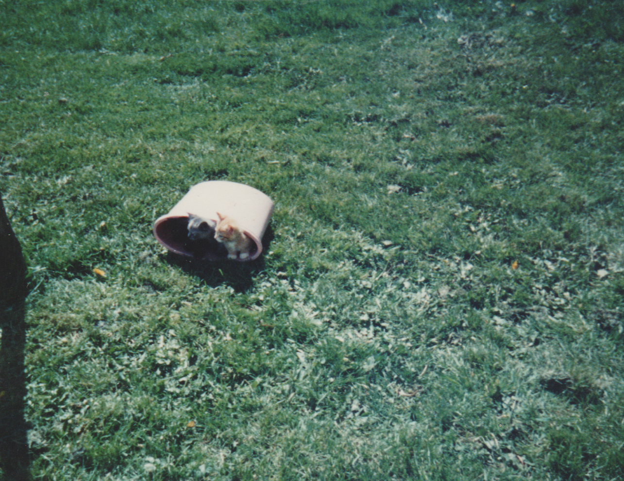 1990s - Kittens, not sure who or when or where, grass, 2 cats.png